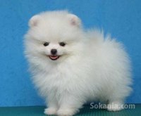 Magnifiques chiots MALTESE pour adoption