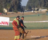 Dressage et elevage