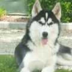 Chiots huskey seberien