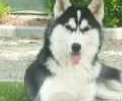chiots huskey seberien