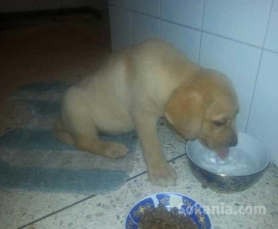 chiots labrador sablè