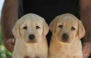 Chiots labrador sablè