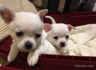 Chiots chihuahua miniature pure race age 2 mois