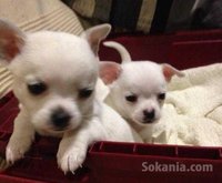Chiots chihuahua miniature pure race age 2 mois