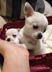 Chiots chihuahua miniature pure race age 2 mois