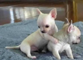 Chiots chihuahua miniature pure race age 2 mois