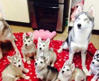 Chihuahua filhotes