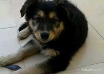 Chienne Berger allemend pure race