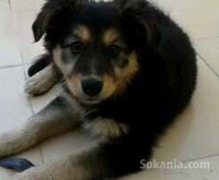 chienne Berger allemend pure race