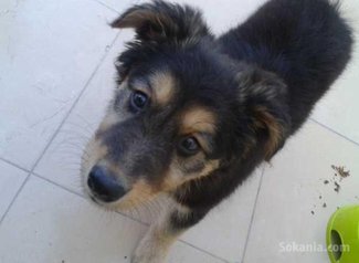 Chienne Berger allemend pure race
