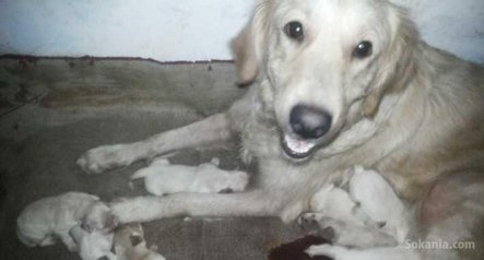 Chiots golden à vendre