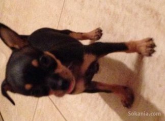 Chihuaha TOY