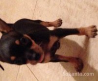 chihuaha TOY