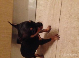 Chihuaha TOY