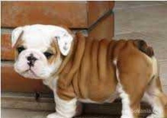 Chiot pour adoption