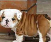 chiot pour adoption