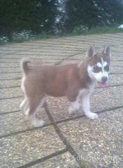 Femelle Husky sibérien 2 mois yeux verts race pur