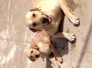 Chiot labrador sablé
