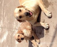 Chiot labrador sablé