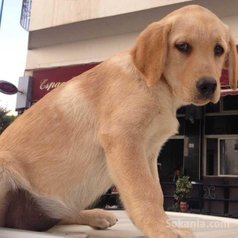Chiot labrador sablé