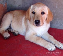 Chiot labrador sablé