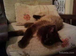 Chat Siamoi