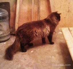 Chat Siamoi