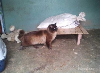 Chat Siamoi