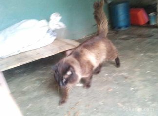 Chat Siamoi