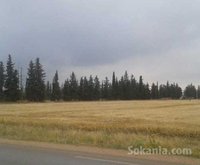 Terrain agricole rte d'Immouzer S. Khiar 2350000/h