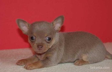 Chiots chihuahua de race pure