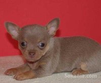Chiots chihuahua de race pure