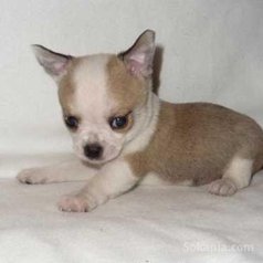 Chiots chihuahua de race pure