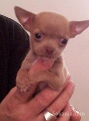 Chiots chihuahua de race pure