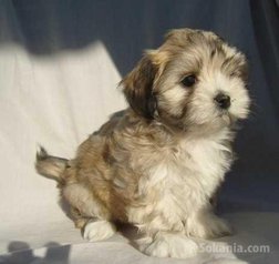 Bichon havanais nain