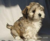 Bichon havanais nain