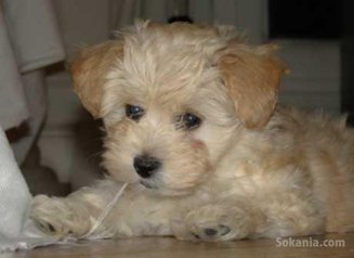 Bichon havanais nain