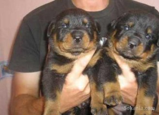 Chiots rottweiler grande taille