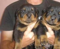 Chiots rottweiler grande taille