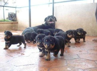 Chiots rottweiler grande taille