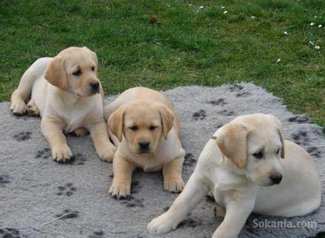 Chiot labrador de race pure