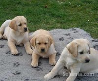 Chiot labrador de race pure