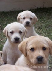 Chiot labrador de race pure