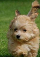 Choits bichon havanais de race pure