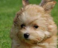 Choits bichon havanais de race pure