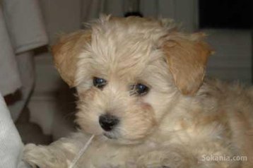 Choits bichon havanais de race pure