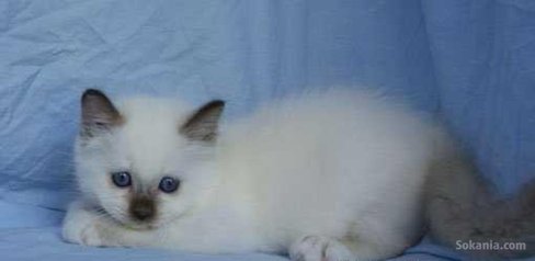 Chaton sacré Birmanie de race pure