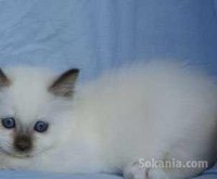 Chaton sacré Birmanie de race pure