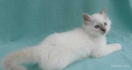 Chaton sacré Birmanie de race pure