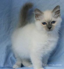 Chaton sacré Birmanie de race pure